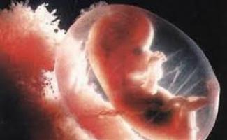 Развитие эмбрионов после эко и их пересадка