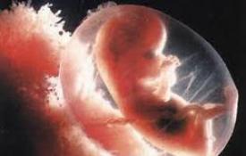 Развитие эмбрионов после эко и их пересадка